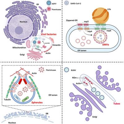 Viral replication organelles: the highly complex and programmed replication machinery